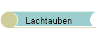 Lachtauben